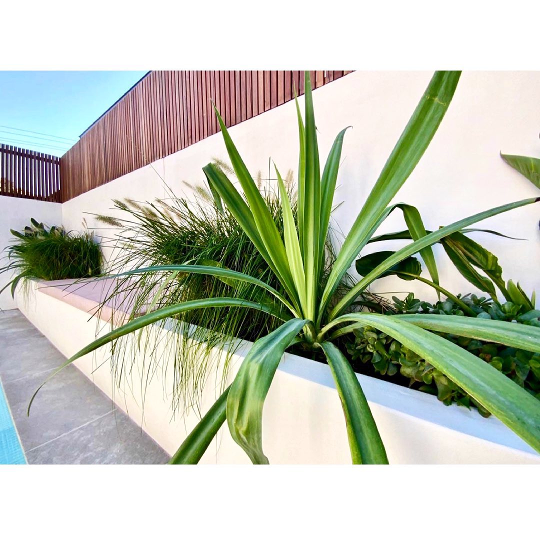 Breathe New Life into Your Outdoor Space - Easy Steps to Craft a Chic Rendered Wall Garden